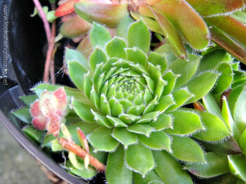 Succulent