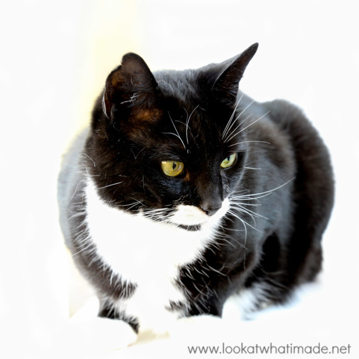 Black and White Cat