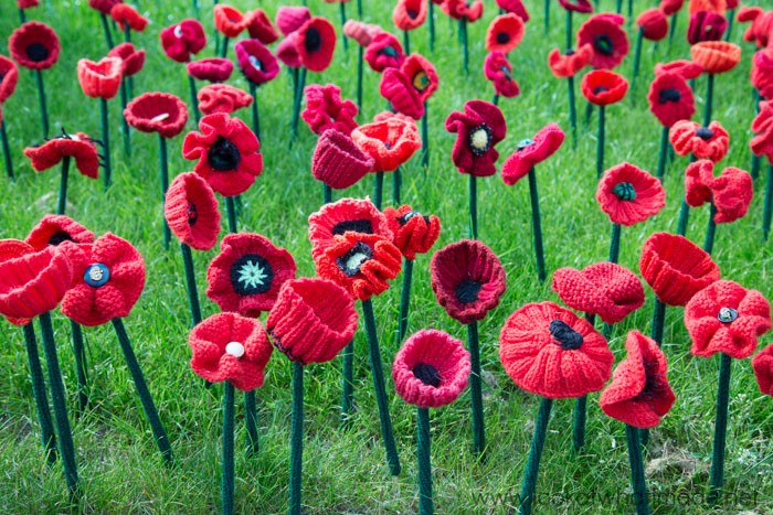 5000 Poppies at the Chelsea Flower Show