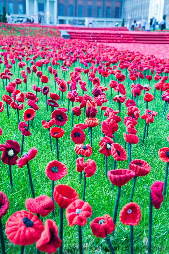 5000 Poppies at the Chelsea Flower Show