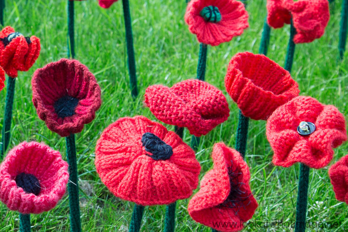 5000 Poppies at the Chelsea Flower Show