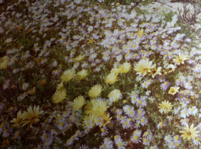 Namaqualand Flowers 1979