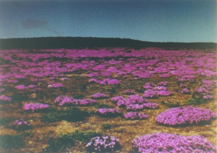 Namaqualan Flowers