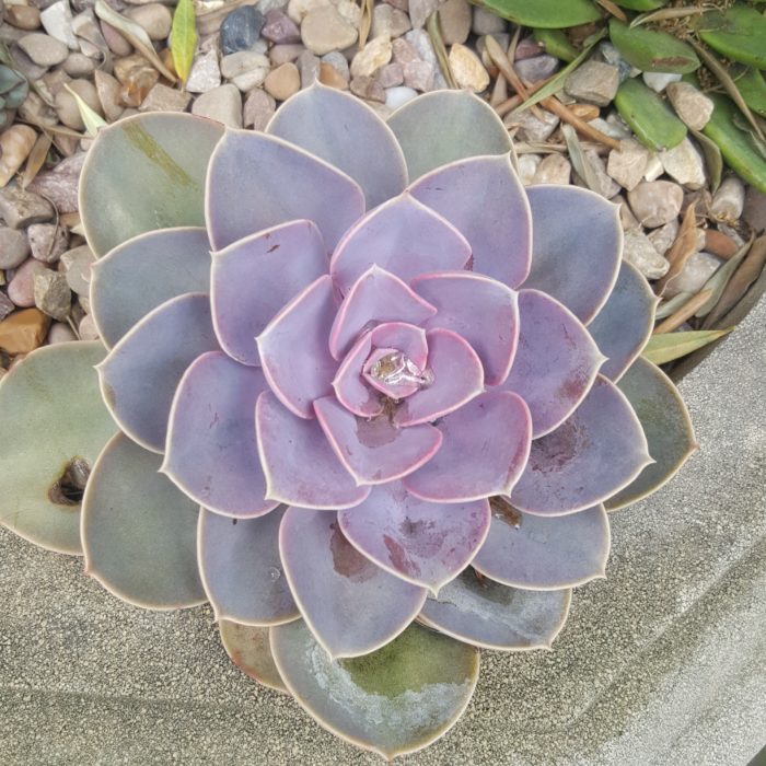 Succulents and Colours